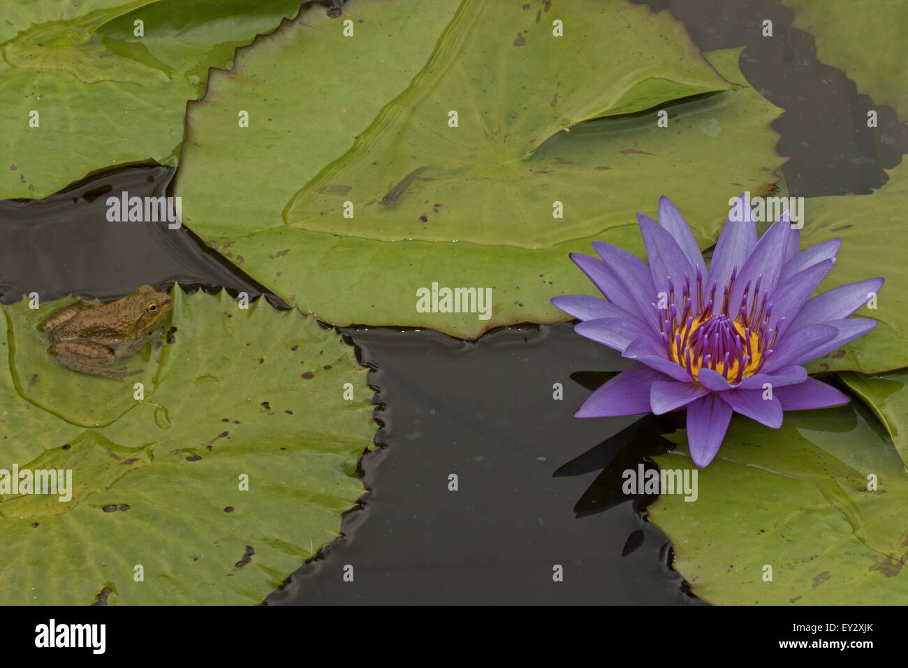 (Lithobates catesbeianus grenouille taureau américain), indigène de l'Amérique du Nord (Rana, catesbiena), Washington, District of Columbia, o Banque D'Images