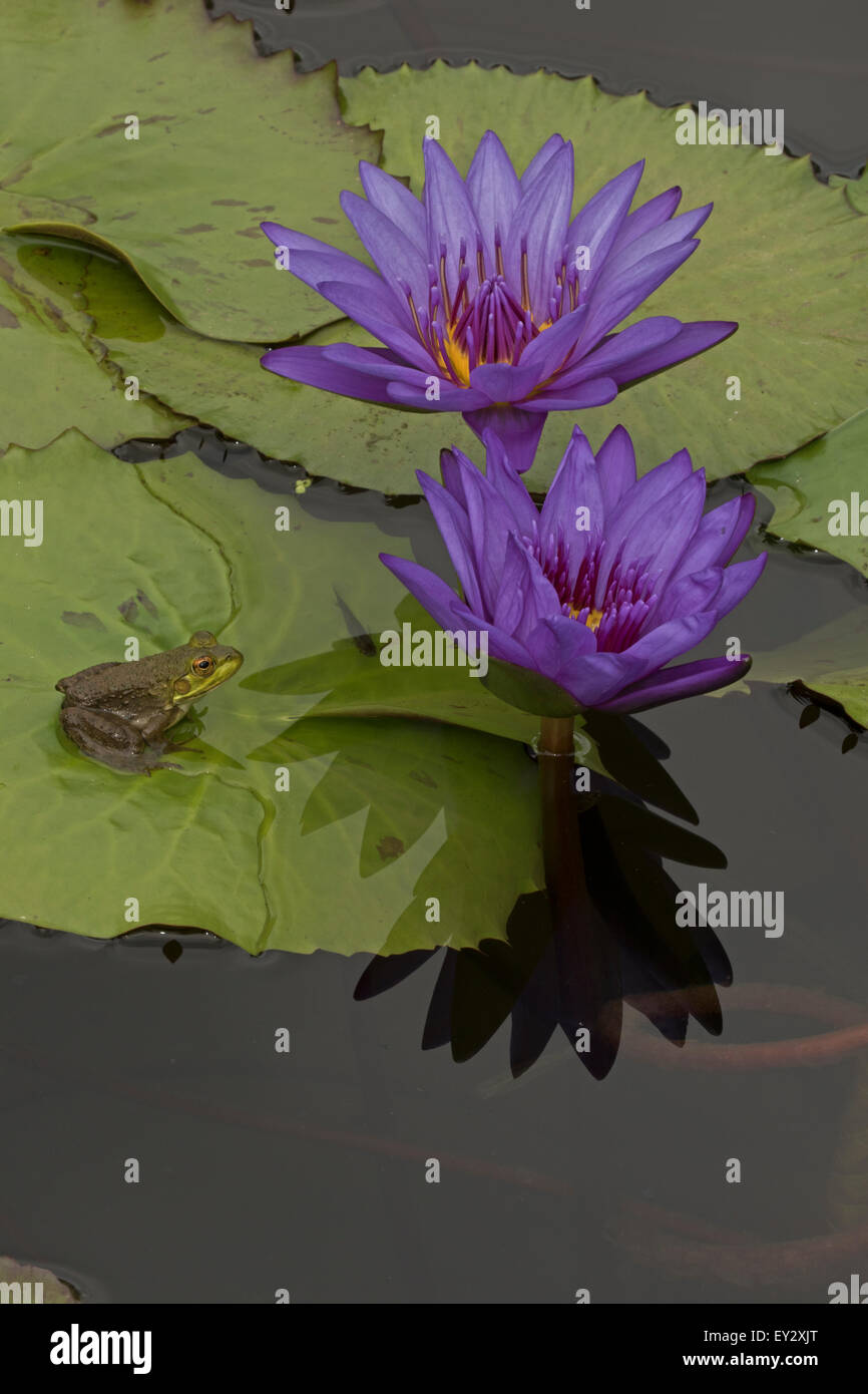 (Lithobates catesbeianus grenouille taureau américain), indigène de l'Amérique du Nord (Rana, catesbiena), Washington, District of Columbia, o Banque D'Images