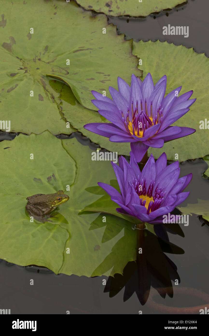 (Lithobates catesbeianus grenouille taureau américain), indigène de l'Amérique du Nord (Rana, catesbiena), Washington, District of Columbia, o Banque D'Images