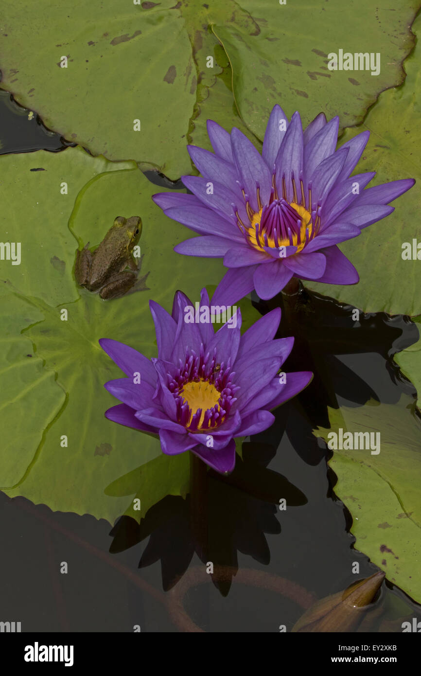 (Lithobates catesbeianus grenouille taureau américain), indigène de l'Amérique du Nord (Rana, catesbiena), Washington, District of Columbia, o Banque D'Images
