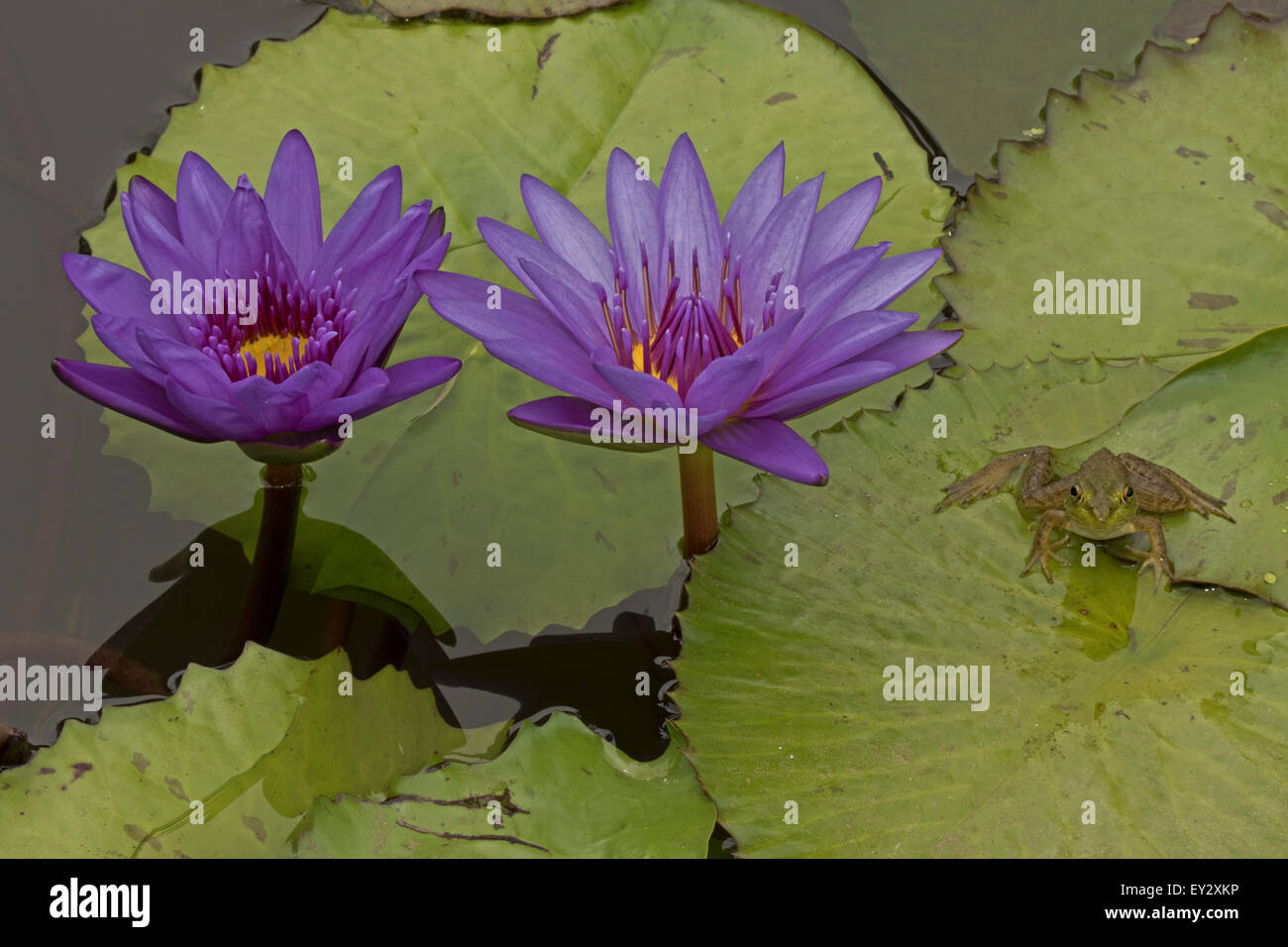 (Lithobates catesbeianus grenouille taureau américain), indigène de l'Amérique du Nord (Rana, catesbiena), Washington, District of Columbia, o Banque D'Images