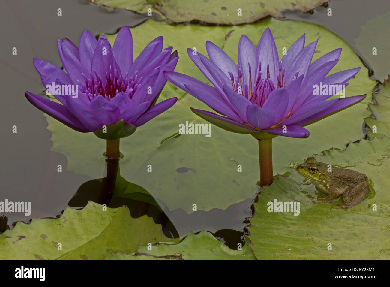 (Lithobates catesbeianus grenouille taureau américain), indigène de l'Amérique du Nord (Rana, catesbiena), Washington, District of Columbia, o Banque D'Images