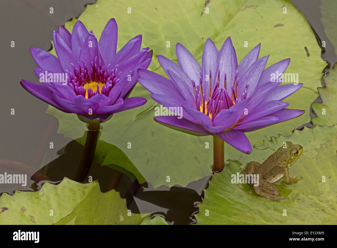 (Lithobates catesbeianus grenouille taureau américain), indigène de l'Amérique du Nord (Rana, catesbiena), Washington, District of Columbia, o Banque D'Images