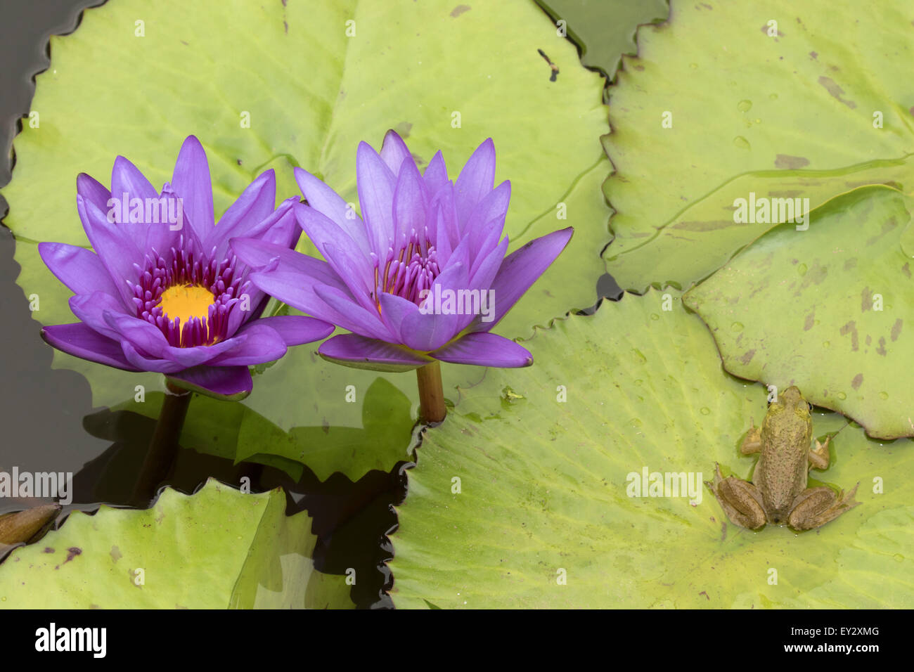 (Lithobates catesbeianus grenouille taureau américain), indigène de l'Amérique du Nord (Rana, catesbiena), Washington, District of Columbia, o Banque D'Images