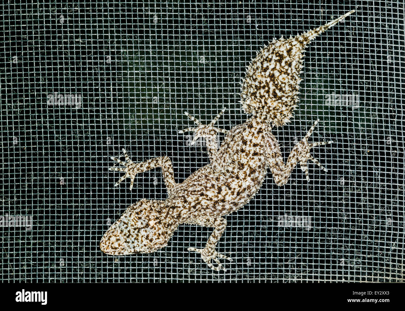 Le sud du gecko à queue de feuille (Phyllurus platurus) sur une porte moustiquaire Banque D'Images
