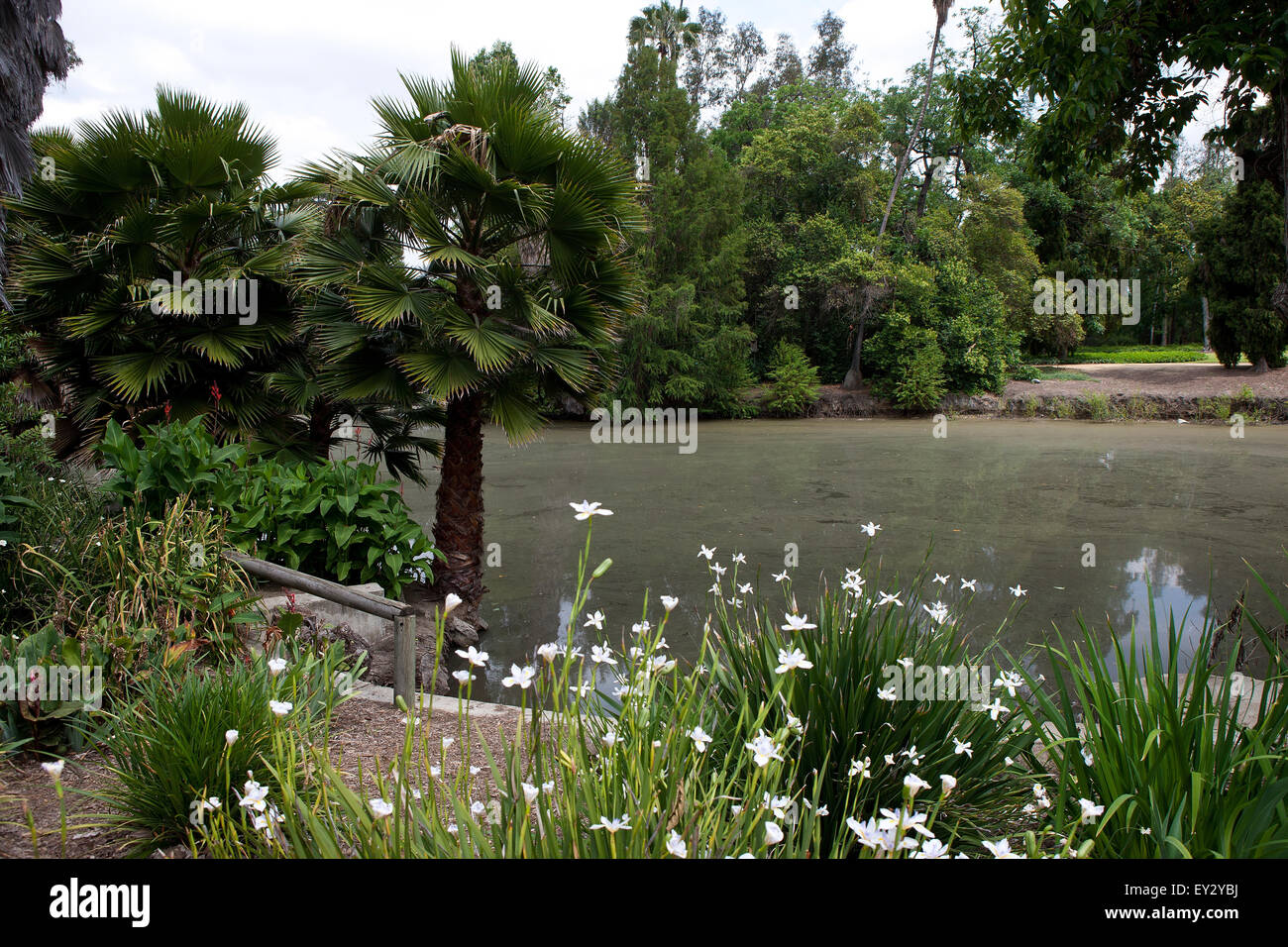 Baldwin Lake, comté de Los Angeles Arboretum and Botanic Garden, Arcadia, Californie, États-Unis d'Amérique Banque D'Images