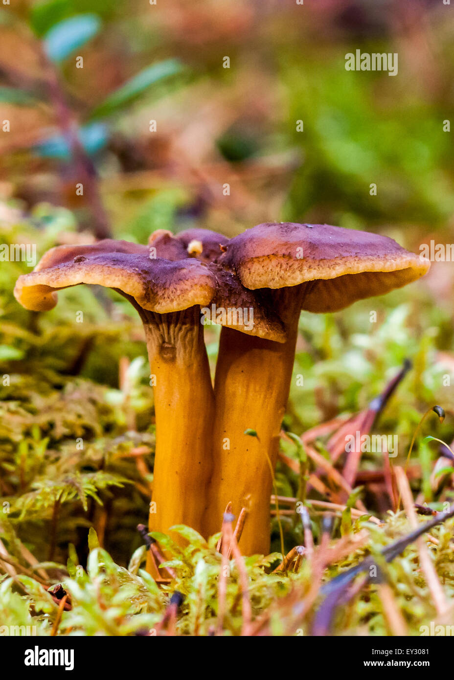 (Craterellus tubaeformis champignons blanches yellow Foot) Banque D'Images