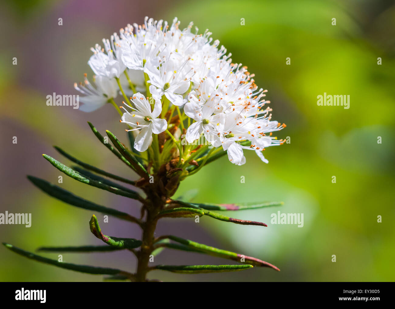 Marsh le thé du Labrador (Rhododendron Tomentosum) Banque D'Images