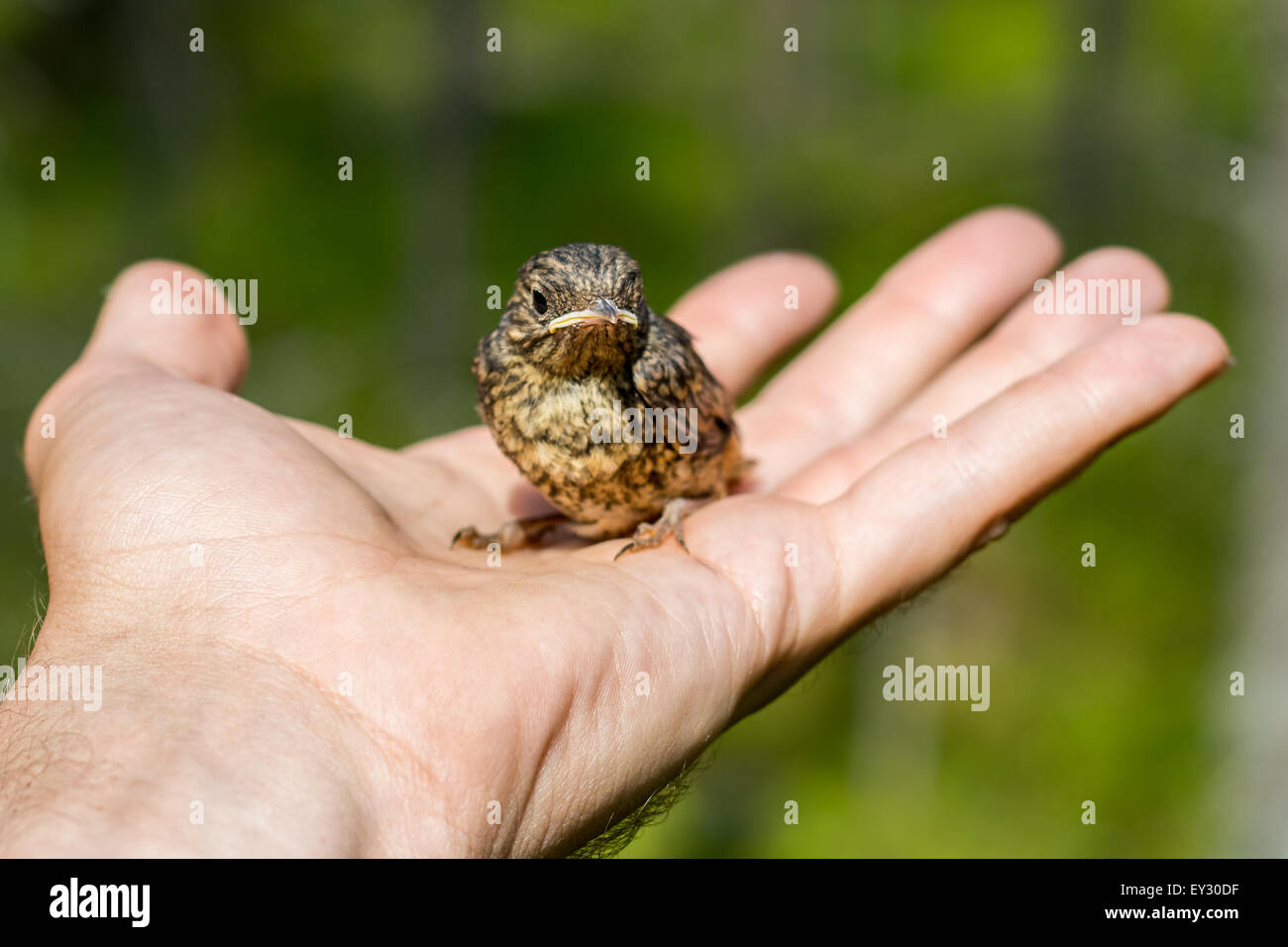 Un petit oiseau poussin assis sur un Palm Banque D'Images