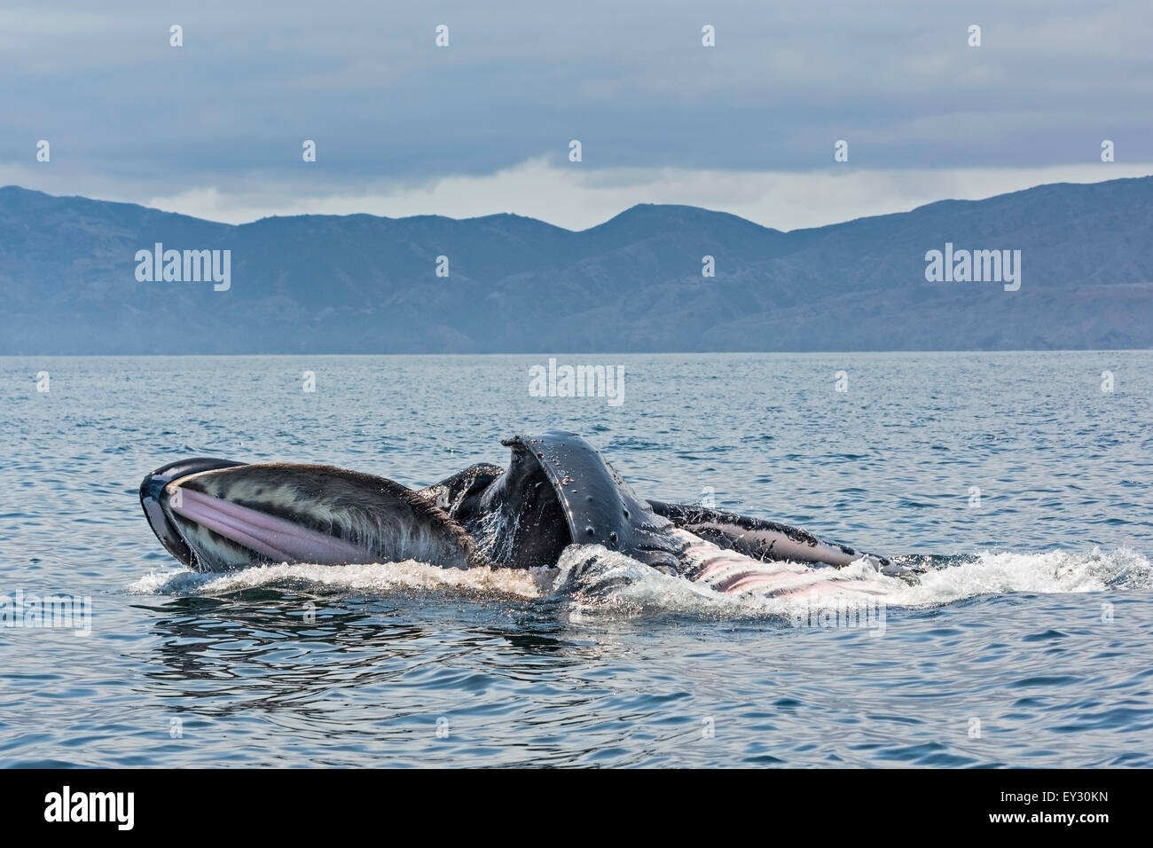 Vue rapprochée d'une baleine à bosse sur une jambe à se nourrir dans le chenal de Santa Barbara près de Channel Islands National Park, la bouche grande ouverte Banque D'Images