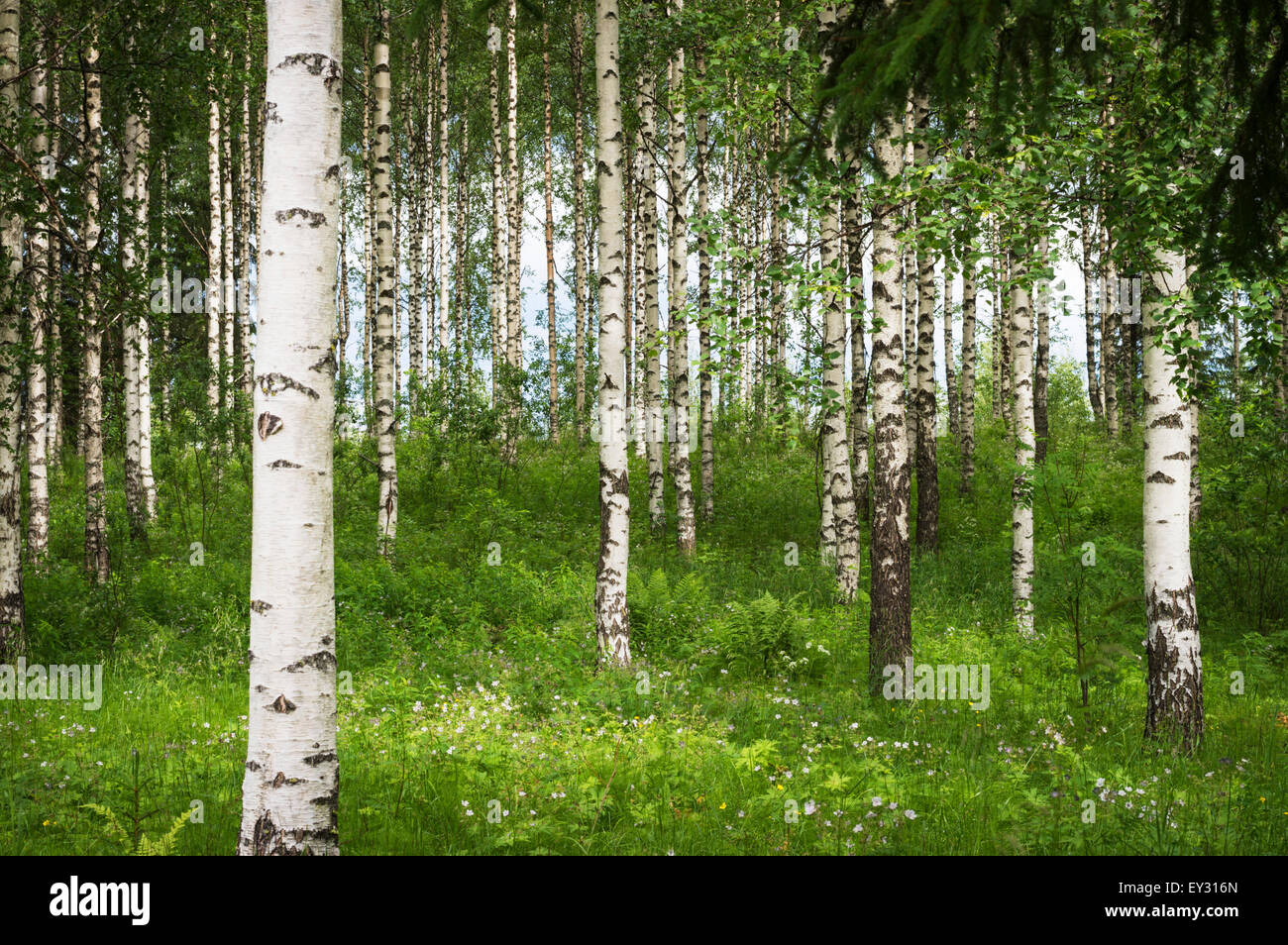 Bois de bouleau en vert couleurs d'été au milieu de l'été, le bouleau blanc sur le tronc des arbres et des arbustes, l'herbe vert vif, et le feuillage Banque D'Images
