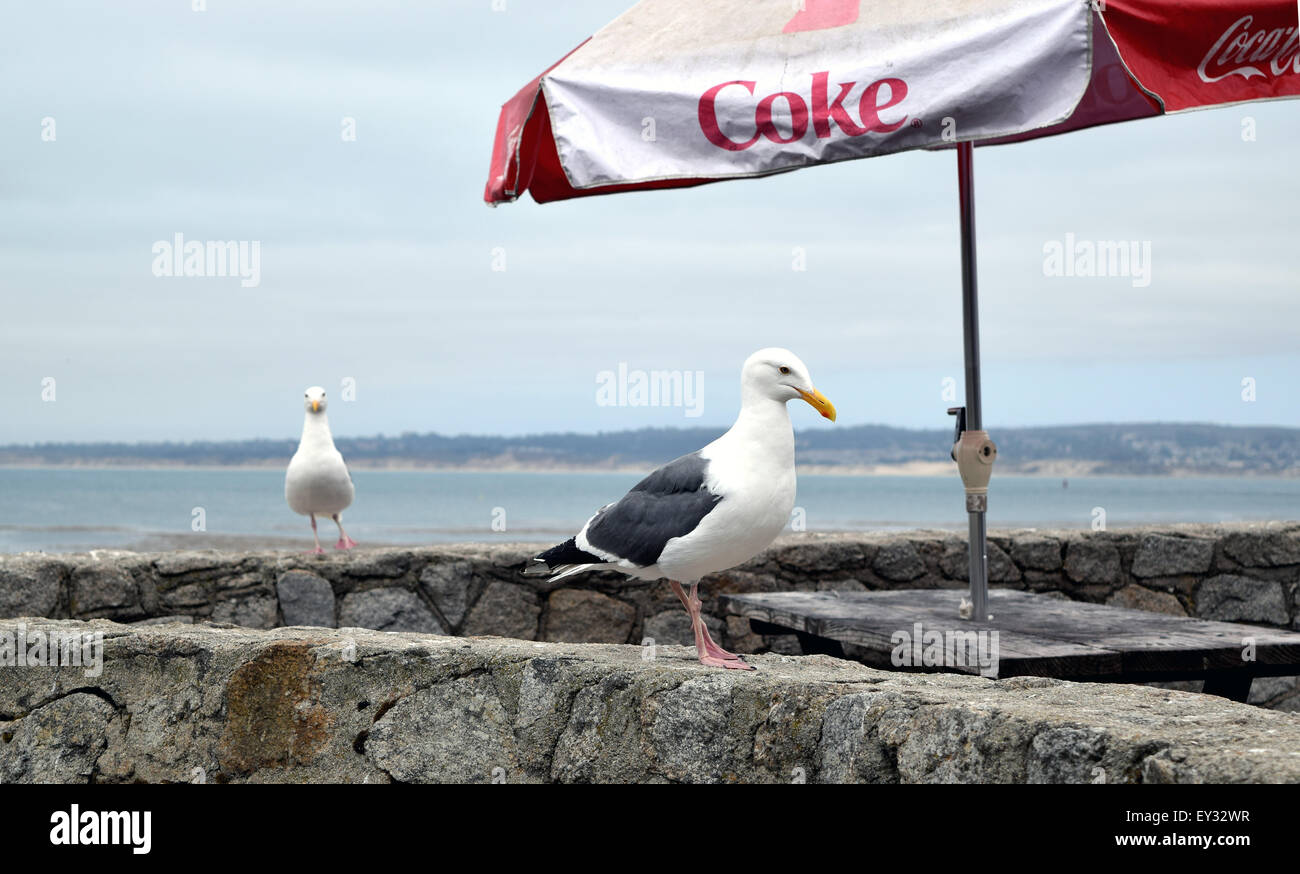 Deux mouettes sur un mur à Monterey, CA. L'un à l'avant-plan et une autre en arrière-plan montrant un Coca-Cola parasol. Banque D'Images