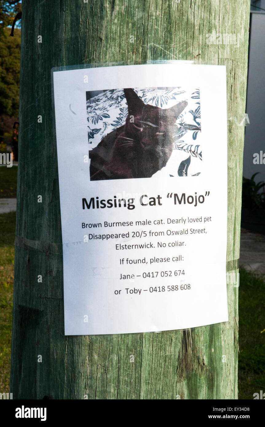 Prospectus Demande de l'aide à retrouver un chat dans une banlieue de Melbourne, Australie Banque D'Images