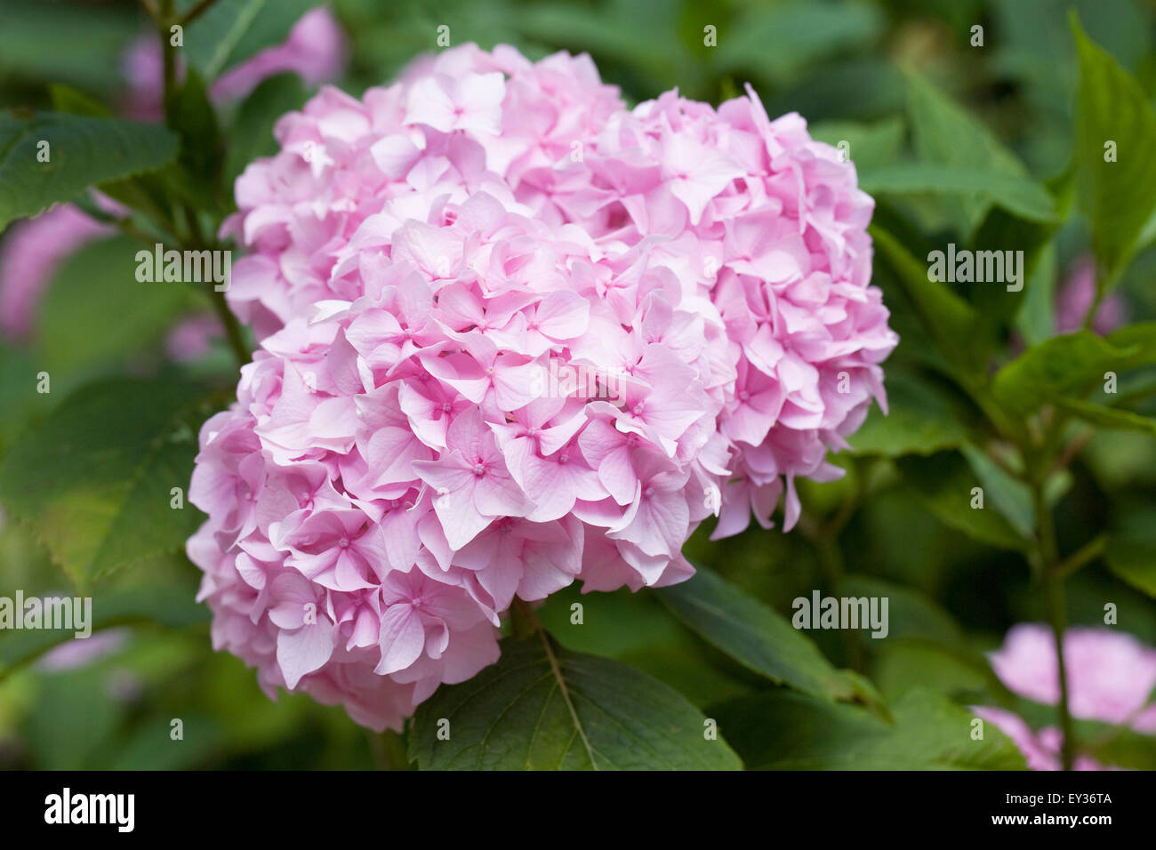 Hortensia rose pâle fleur. Banque D'Images