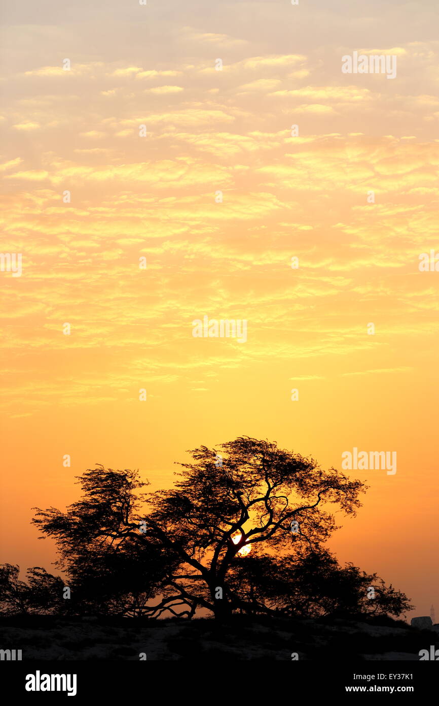 Arbre de Vie, (espèces Prosopis cineraria) au coucher du soleil, le Royaume de Bahreïn Banque D'Images