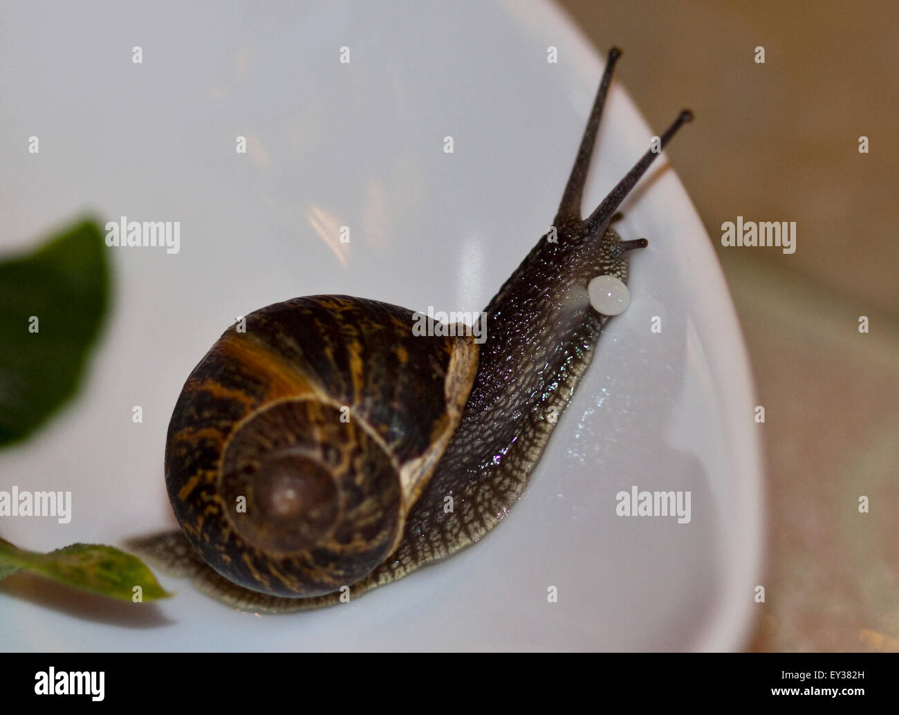 Jardin Commun Escargot Helix Aspersa Cornu Aspersum Fixant L Oeuf Uk Photo Stock Alamy