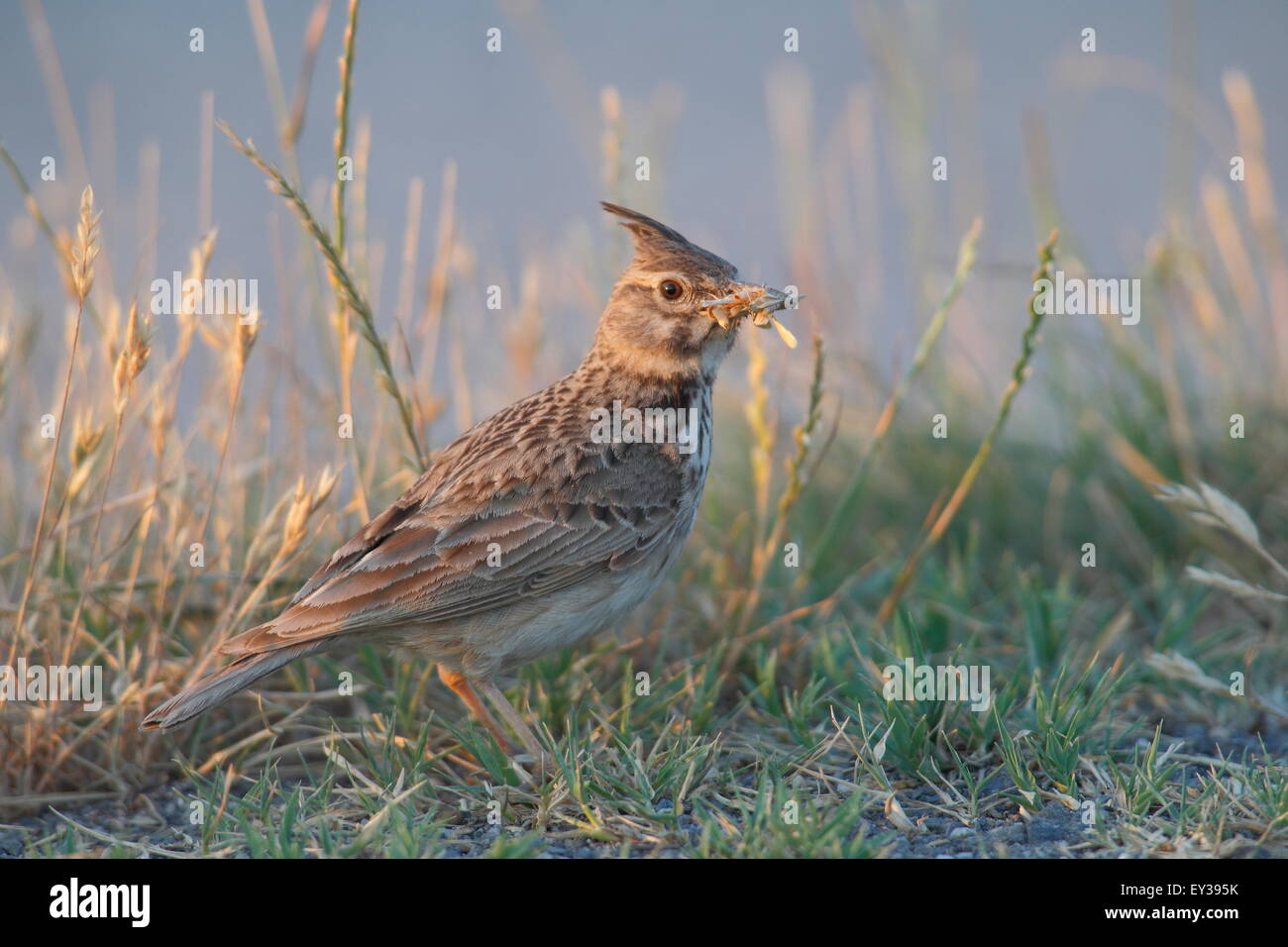 (Galerida cristata Crested Lark) debout dans l'herbe avec de la nourriture, le lac de Neusiedl, Burgenland, Autriche Banque D'Images
