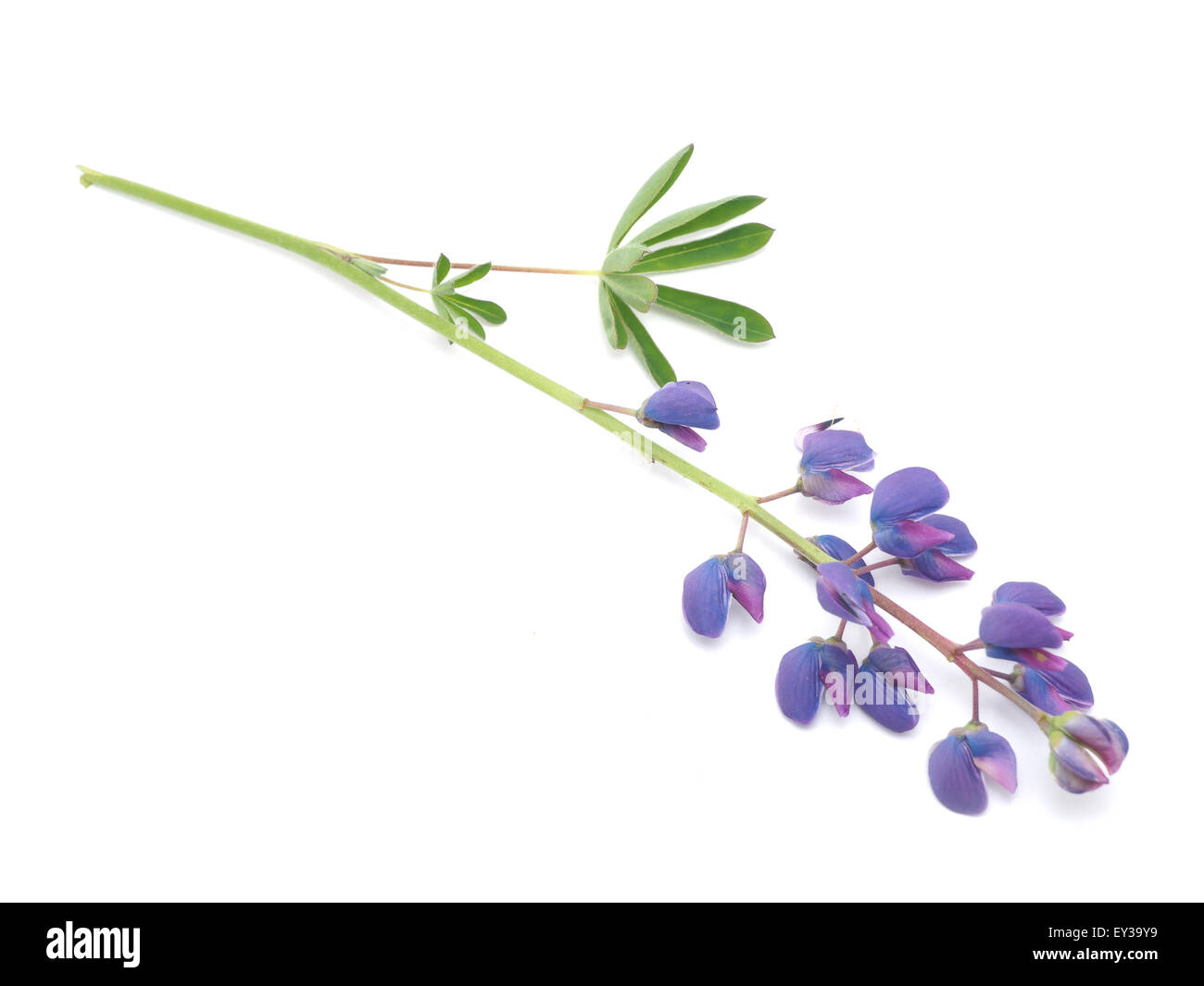 Lupins doux sur un fond blanc Banque D'Images