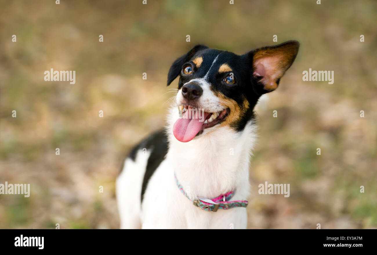 Funny dog est heureux et fou à l'extérieur avec la langue qui pendent et large yeux excités. Banque D'Images