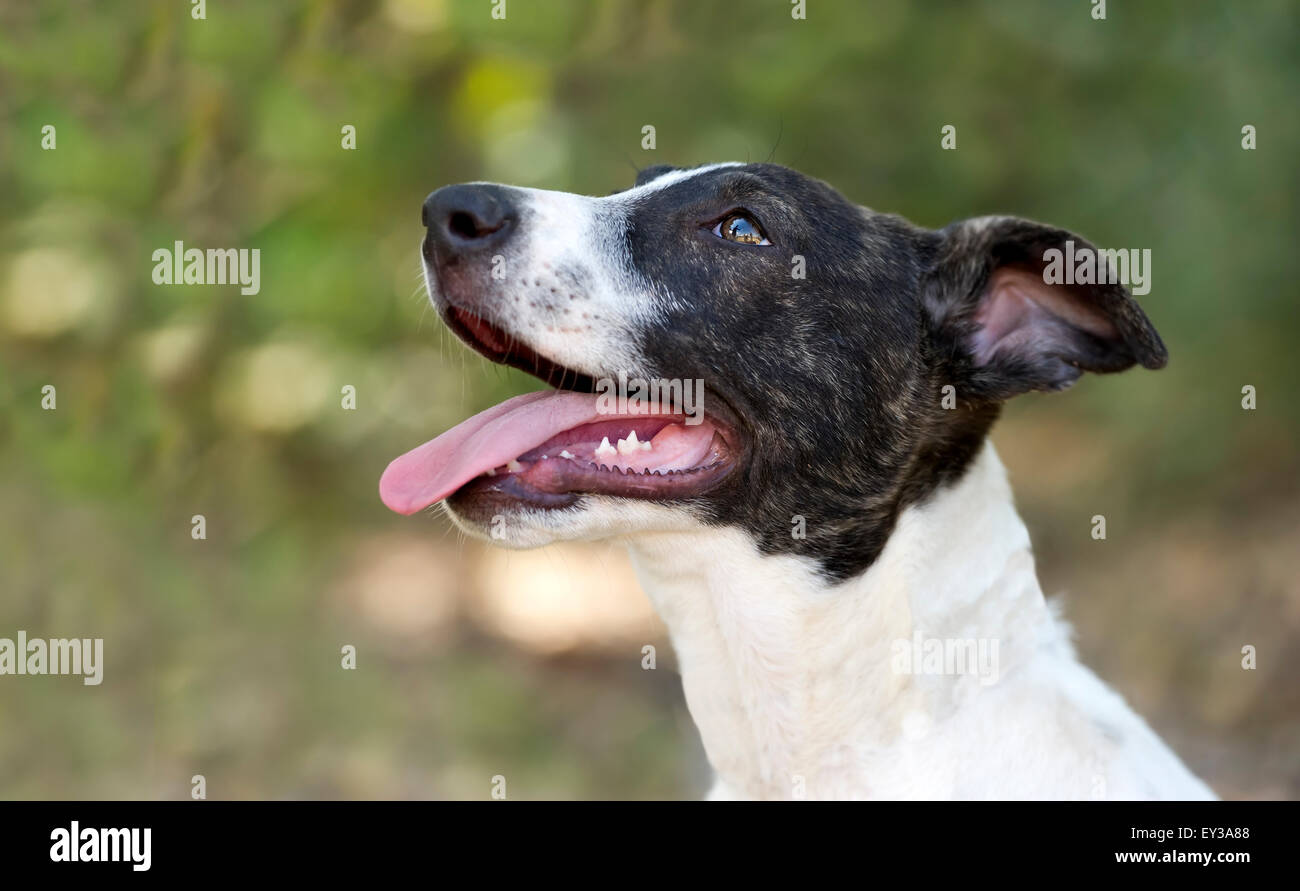 Mignon chien beau et heureux à l'extérieur de la recherche de sa langue traîner. Banque D'Images