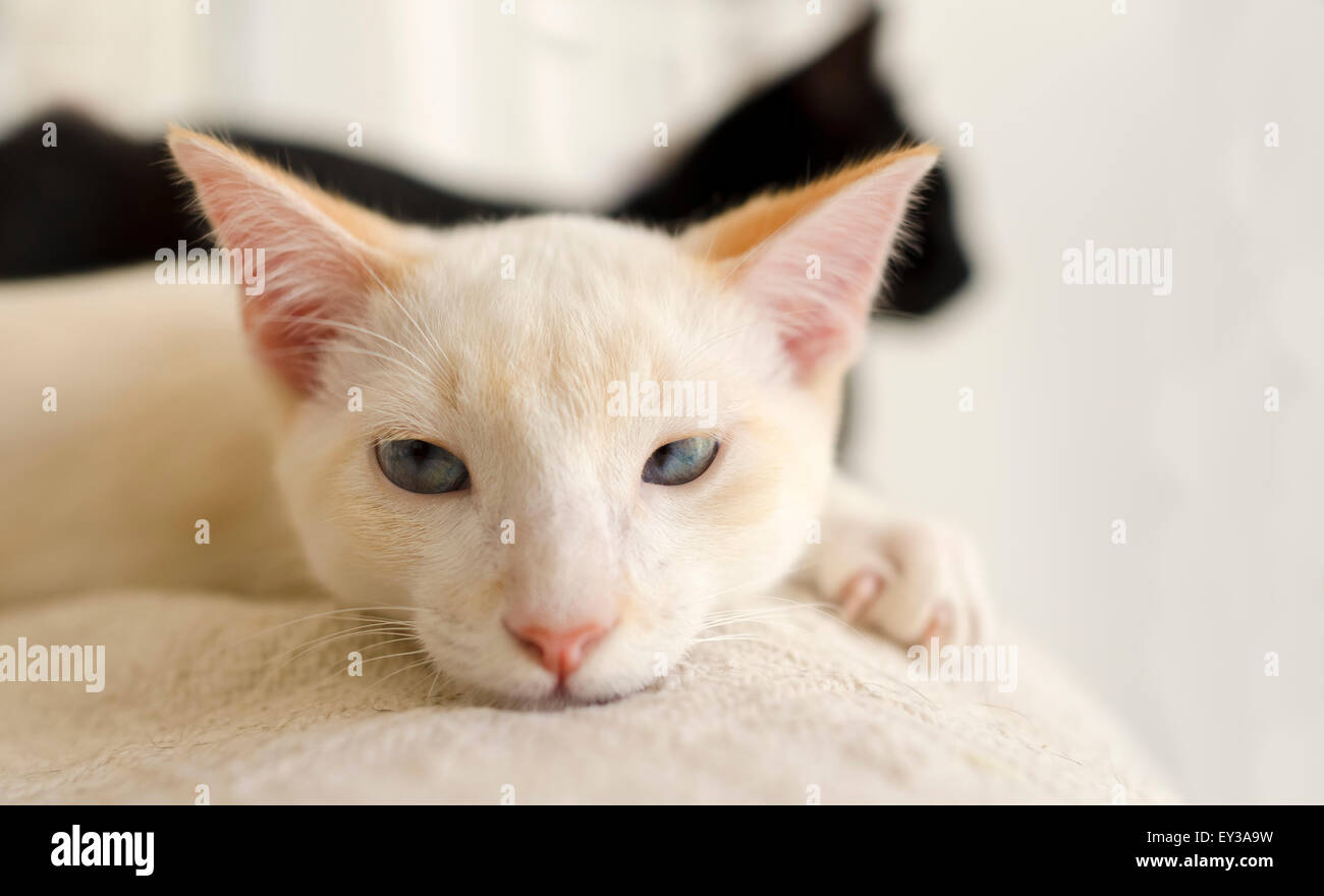 Cute kitten libre est un chaton blanc aux yeux bleus à la recherche comme il a peut-être une mauvaise journée avec un chat noir traverser son chemin dans Banque D'Images