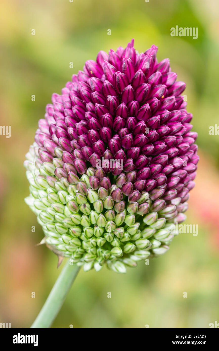 Tassement des bourgeons du deux tons de drumstick oignon, Allium sphaerocephalon Banque D'Images