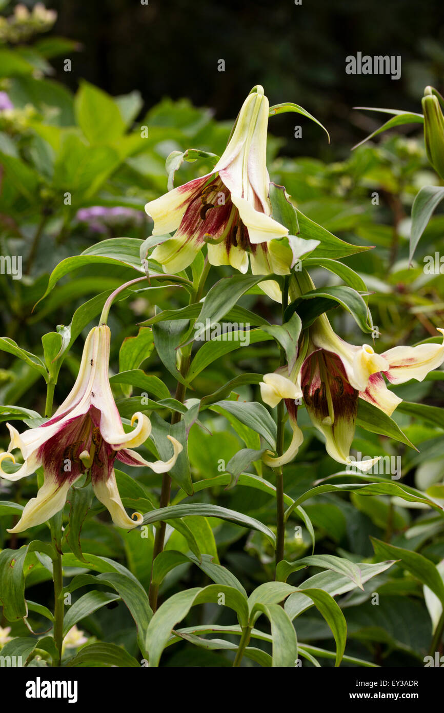 Fleurs de la trompette, lily Lilium nepalense exotiques Banque D'Images