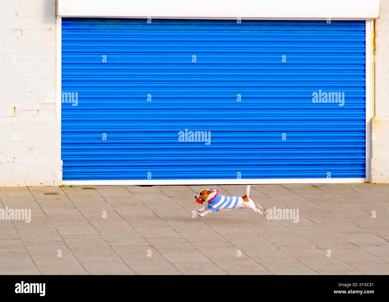 Un Jack Russell Terrier playing fetch balle sur la promenade basse, Brighton Banque D'Images