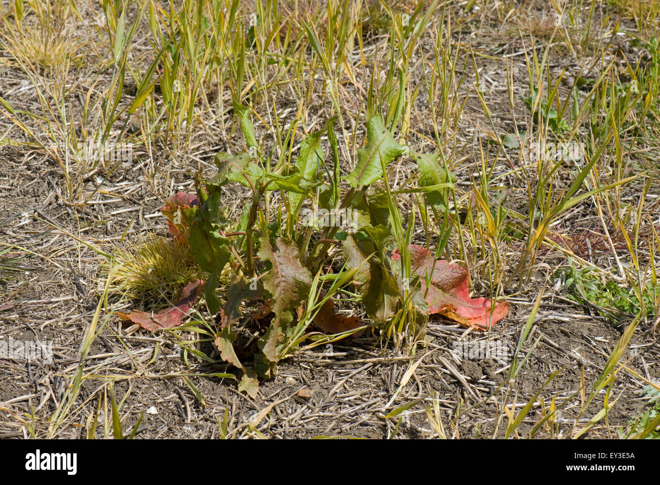 Un champ en jachère avec le blé et le dock, Rumex, traitées au glyphosate avant la culture, Berkshire peuvent Banque D'Images Un champ en jachère avec le blé et le dock, Rumex, traitées au glyphosate avant la culture, Berkshire peuvent Banque D'Images