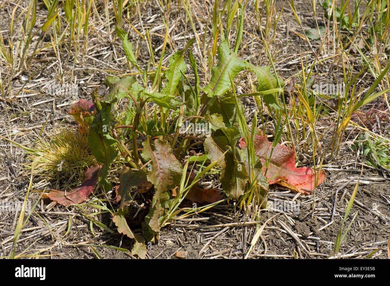 Un champ en jachère avec le blé et le dock, Rumex, traitées au glyphosate avant la culture, Berkshire peuvent Banque D'Images Un champ en jachère avec le blé et le dock, Rumex, traitées au glyphosate avant la culture, Berkshire peuvent Banque D'Images