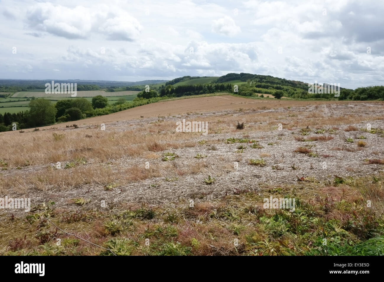 Un champ en jachère avec le blé et les mauvaises herbes annuelles et vivaces traitées au glyphosate avant la culture, Berkshire Banque D'Images Un champ en jachère avec le blé et les mauvaises herbes annuelles et vivaces traitées au glyphosate avant la culture, Berkshire Banque D'Images