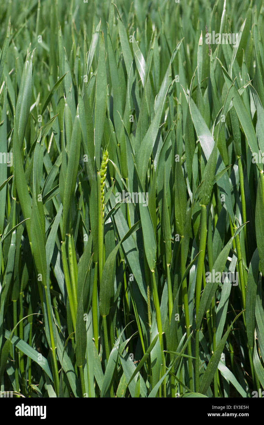 La récolte de blé d'hiver entre la scène 45 dans boot mais avec quelques oreilles stade émergent 50, Berkshire, juin Banque D'Images