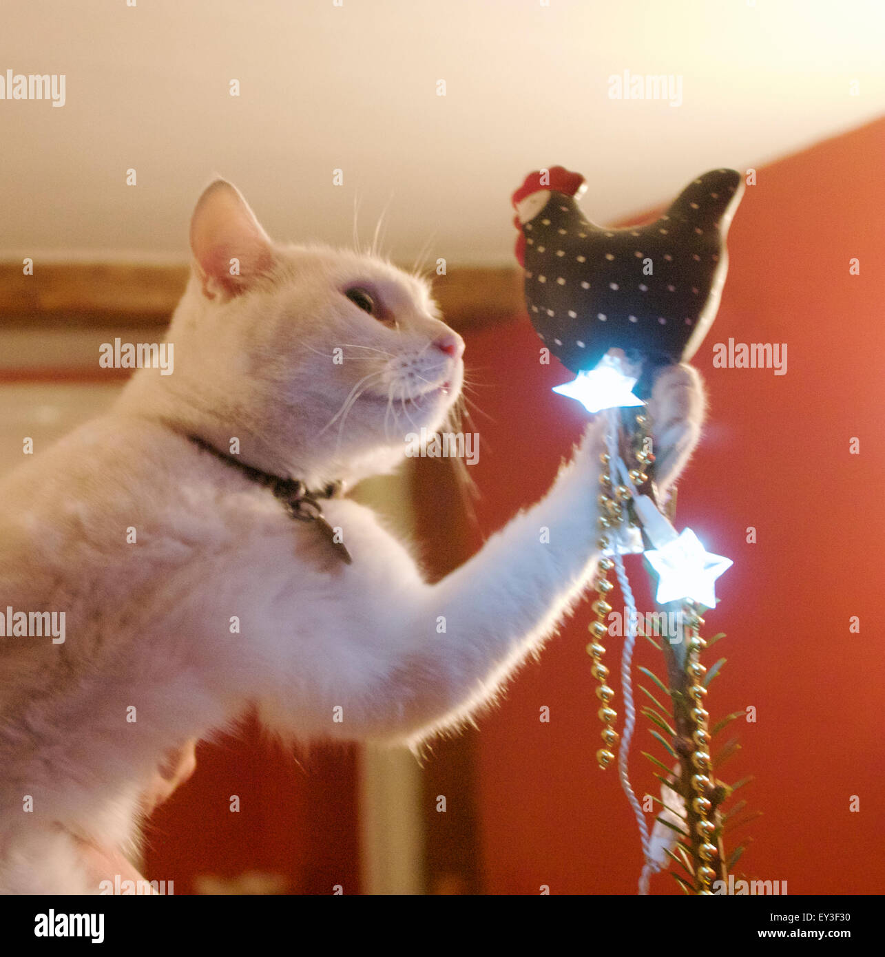 Chat blanc jouant avec une décoration de poulet de Noël sur un arbre de Noël. Banque D'Images