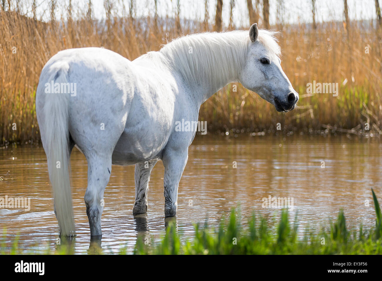 Poney Équitation allemande. Hongre gris debout dans un étang. Allemagne Banque D'Images