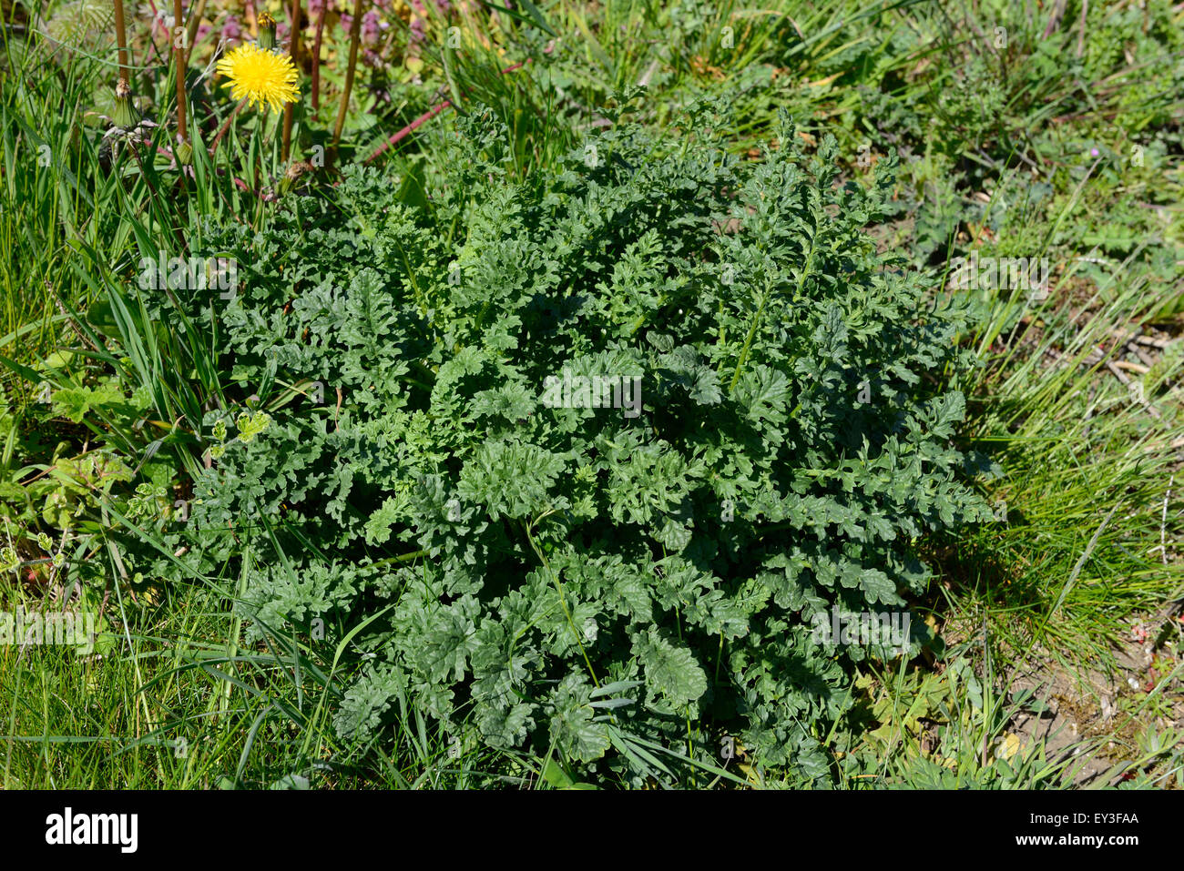 Jacobaea vulgaris, Séneçon, déchets végétaux sur les terres agricoles, Berkshire, Mai Banque D'Images