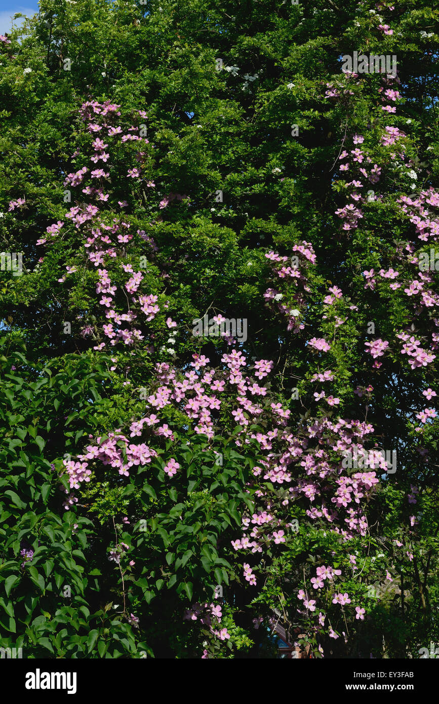 Grimpeur ornementales Clematis montana escalade au travers d'un grand arbre d'aubépine maintenant drapée de fleurs roses, Berkshire, Mai Banque D'Images
