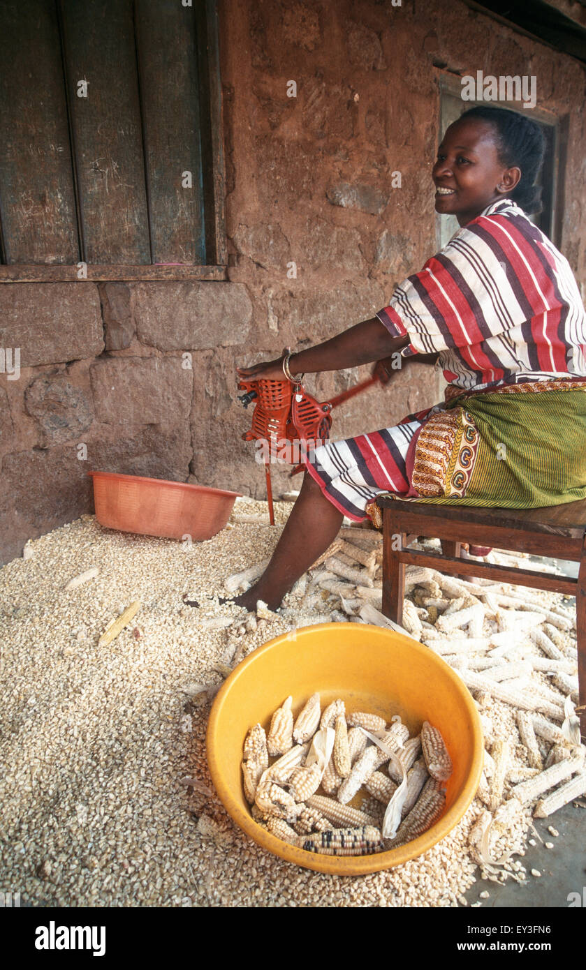 Une femme utilise un simple sheller pour extraire les grains de maïs de l'épi, Himo, région de Kilimandjaro, Tanzanie Banque D'Images