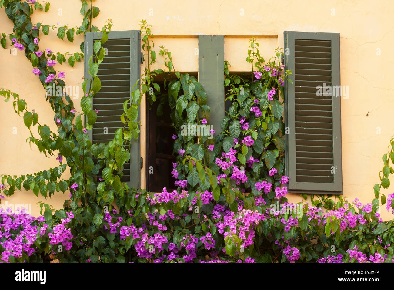 Des fenêtres, des murs et des volets d'une villa, recouvert d'une plante rampante à fleurs violettes. Banque D'Images