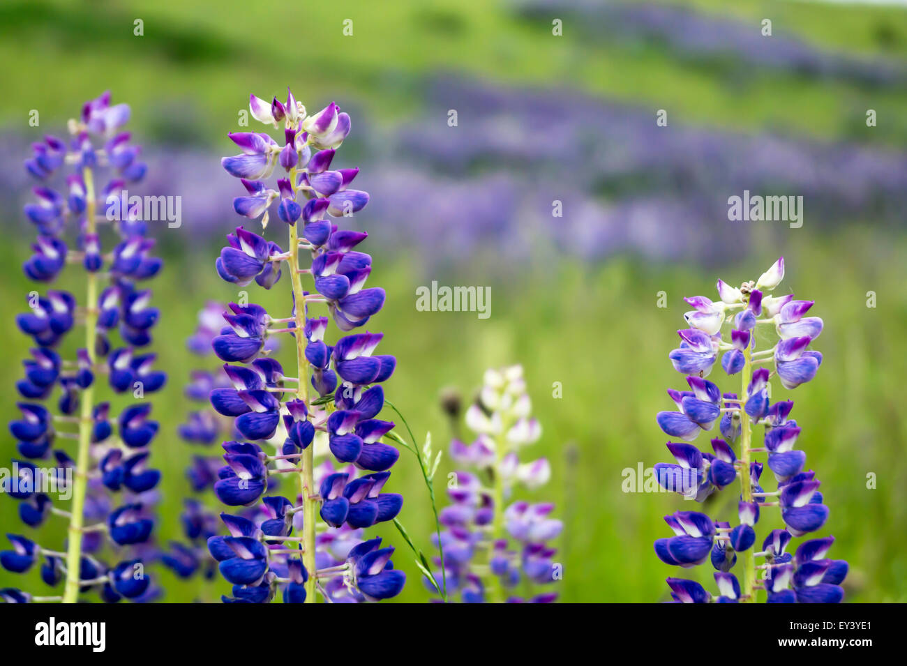 Prairie en fleurs du flowerses lupin Banque D'Images