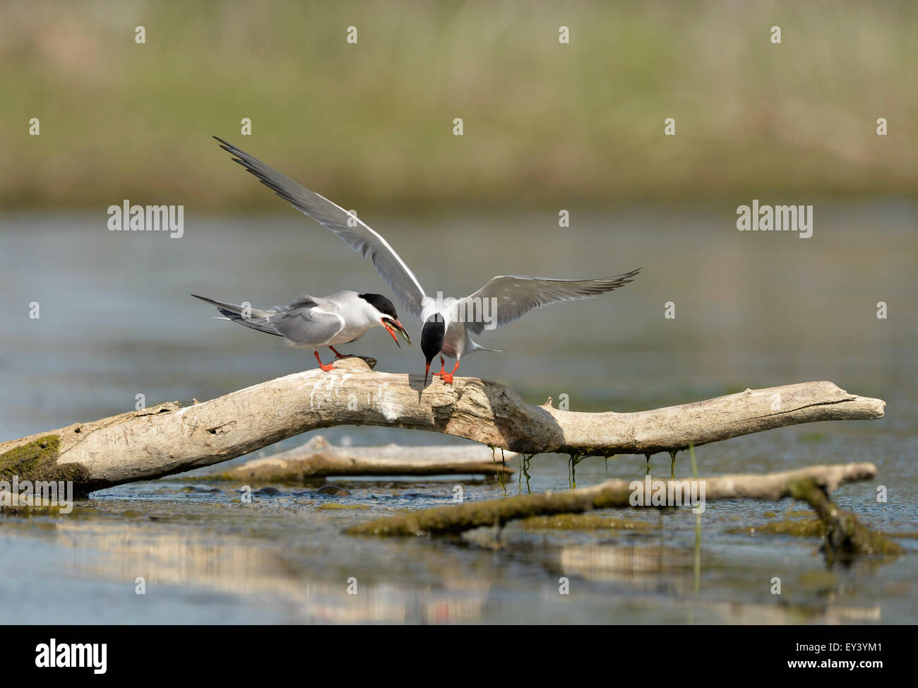 La sterne pierregarin (Sterna hirundo) paire debout sur branche, parade nuptiale après le passage du poisson, le delta du Danube, Roumanie, mai Banque D'Images