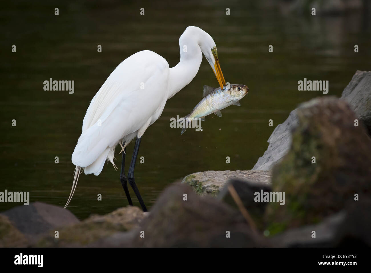 Grande Aigrette, avec un poisson dans son bec. Banque D'Images