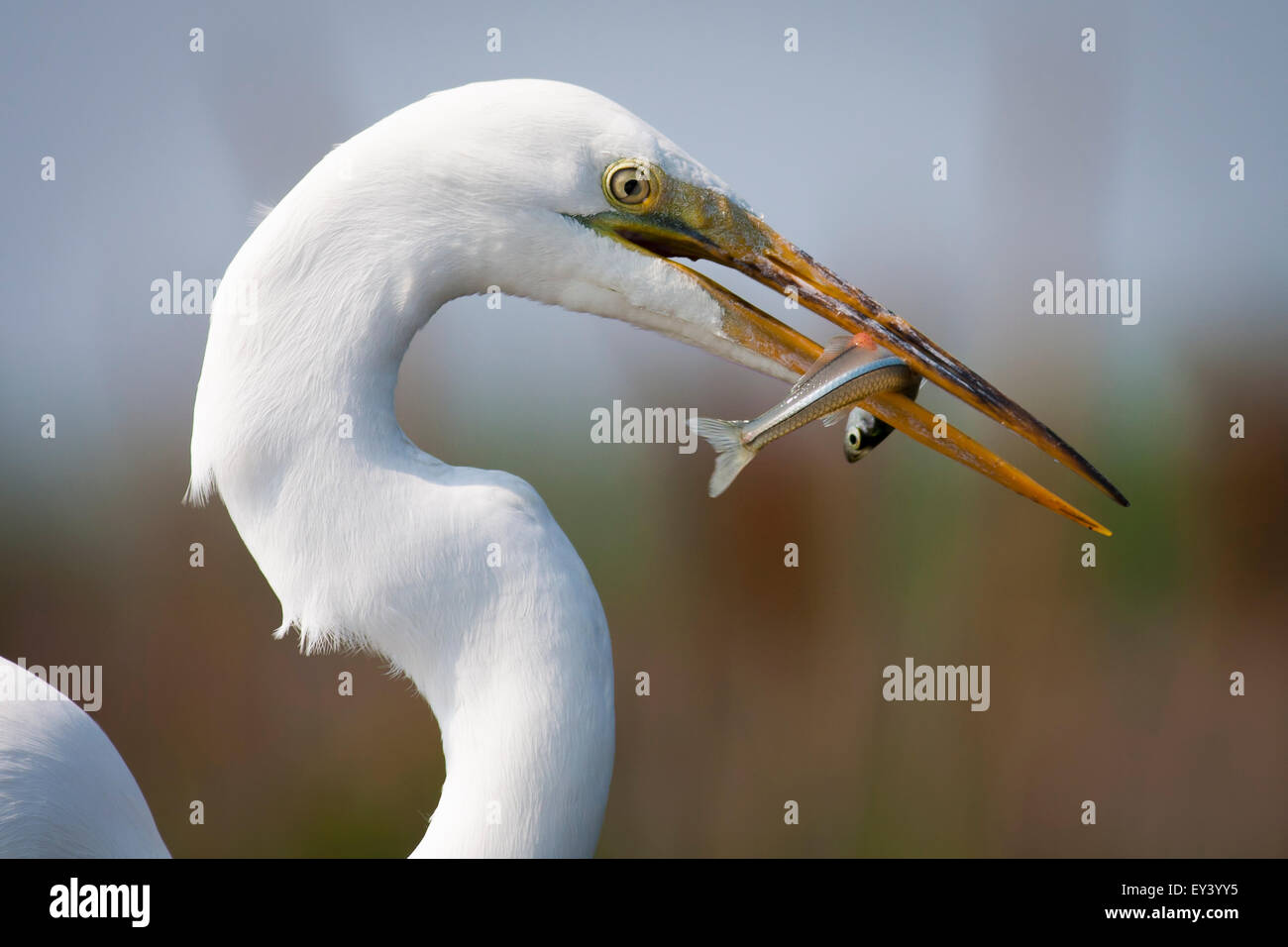 Gros plan d'une grande aigrette, avec un poisson dans son bec. Banque D'Images