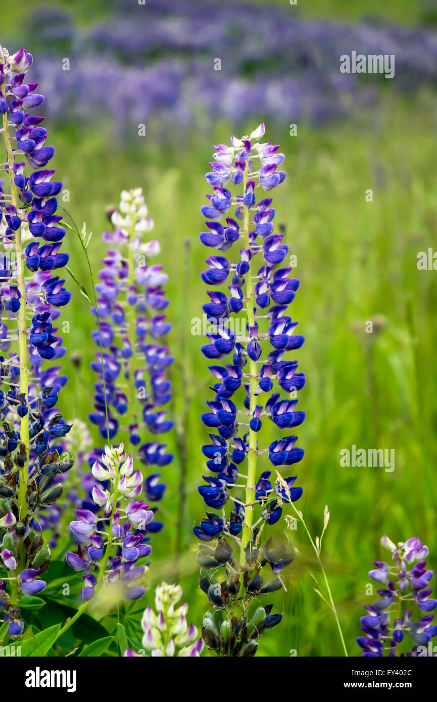 Prairie en fleurs du flowerses lupin Banque D'Images