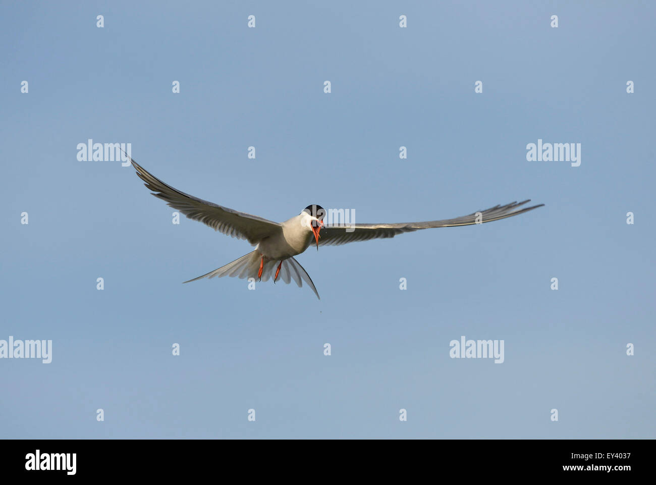 La sterne pierregarin (Sterna hirundo) appelant adultes en vol, le delta du Danube, Roumanie, mai Banque D'Images