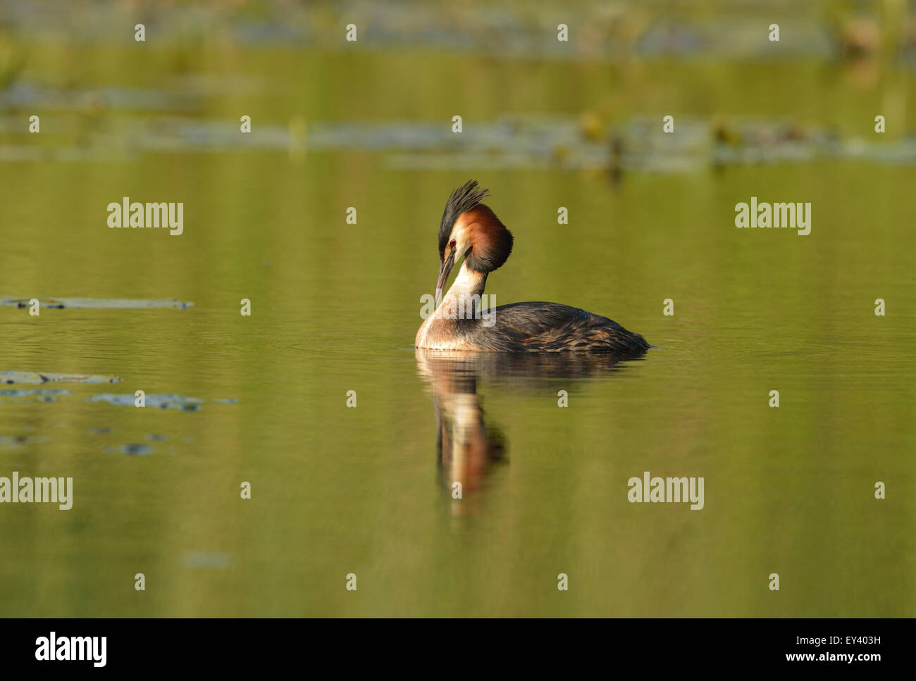 Grèbe huppé (Podiceps cristatus) natation adultes en eau libre, delta du Danube, Roumanie, mai Banque D'Images