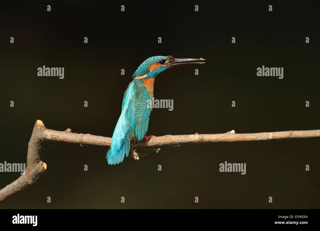 Kingfisher (Alcedo atthis commune) mâle adulte, perché sur branche, delta du Danube, Roumanie, mai Banque D'Images