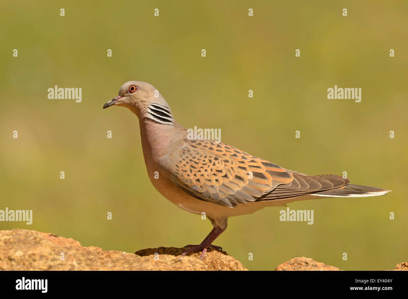 Turtle Dove (Streptopelia turtur) adulte debout sur rock, Roumanie, mai Banque D'Images