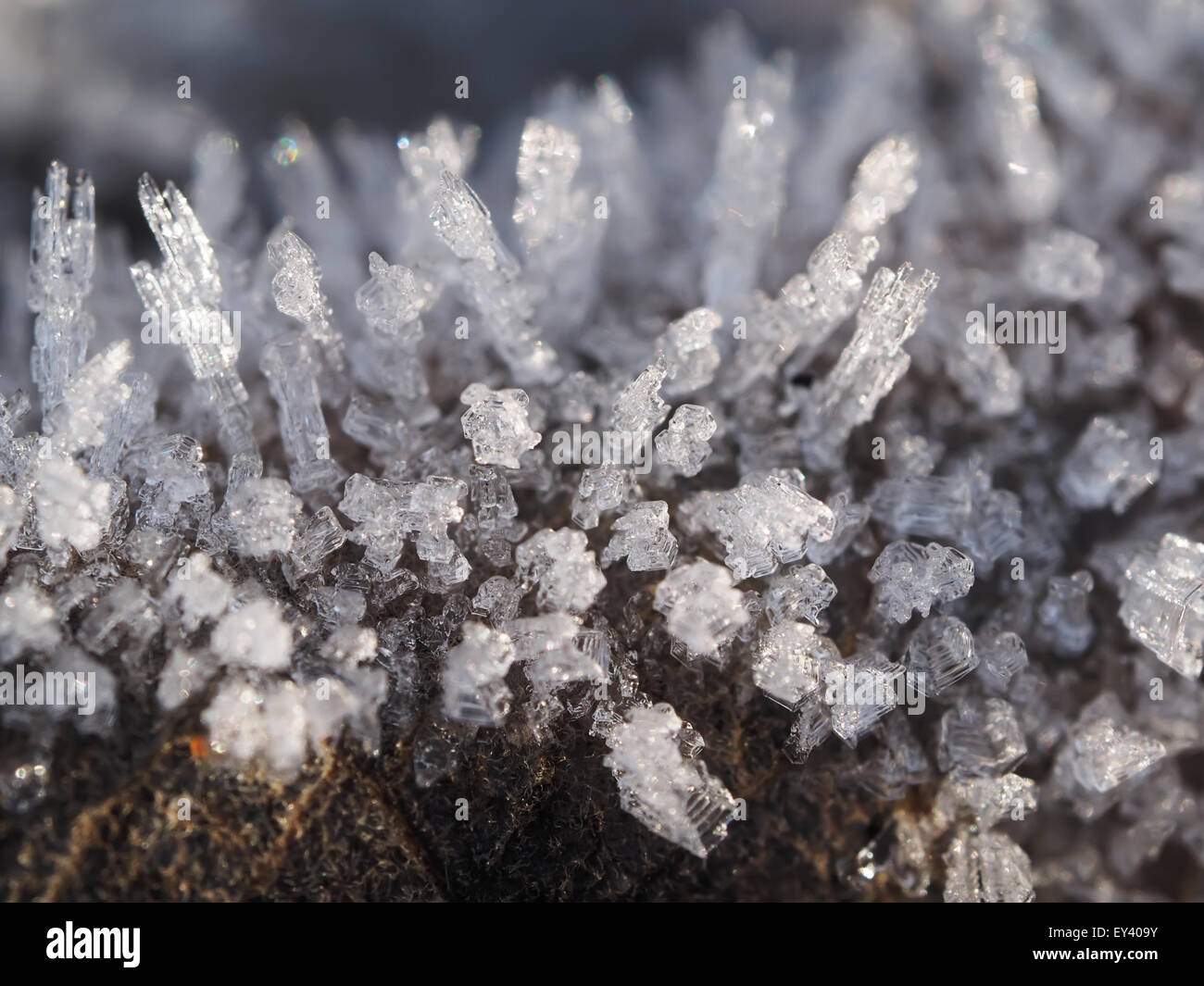 Cristaux de glace sur l'usine Banque D'Images