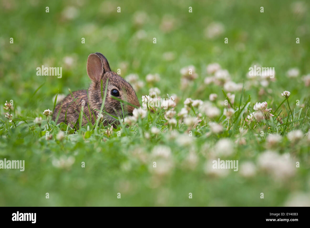 Bébé lapin assis dans une prairie d'herbe et de trèfle. Banque D'Images
