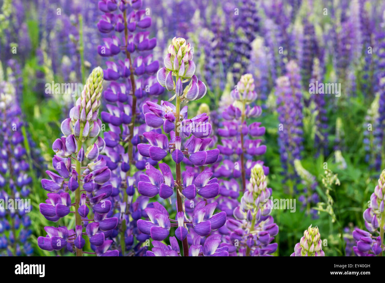 Prairie en fleurs du flowerses lupin Banque D'Images